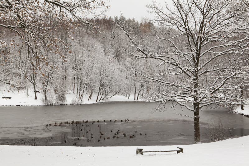 Gefrorener Teich, Wald Mit Schnee Stockbild Bild von jahreszeit