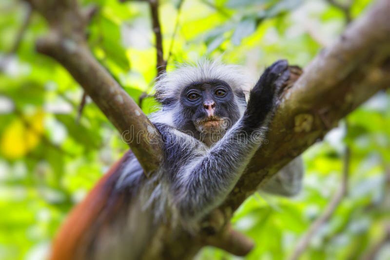 Gefährdetes Colobusaffe Procolobus-kirkii Sansibars rotes, Joza stockbilder Gefährdetes Colobusaffe Procolobus-kirkii Sansibars rotes, Joza stockbilder