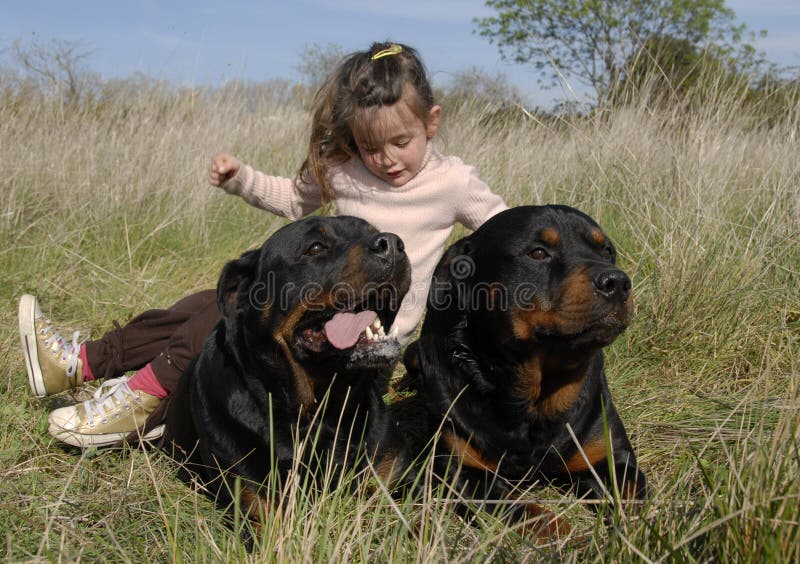 Gefährliche Hunde und Kind stockfotos Gefährliche Hunde und Kind stockfotos