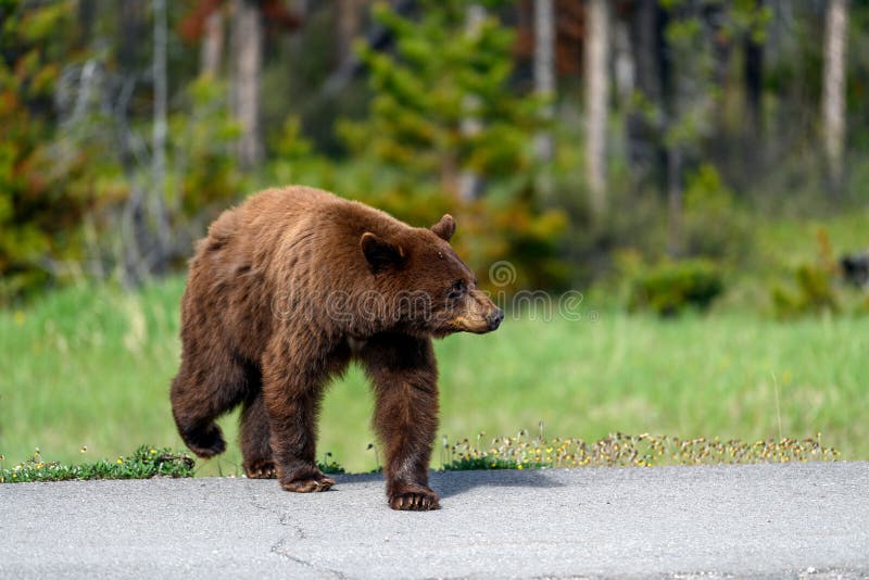 American black bear Ursus americanus in cinnamon color, creates a dangerous traffic situations wile coming out of the wilderness, and running through the motorway between the cars on Icefields Parkway in the Banff National Park, Alberta, Canada. American black bear Ursus americanus in cinnamon color, creates a dangerous traffic situations wile coming out of the wilderness, and running through the motorway between the cars on Icefields Parkway in the Banff National Park, Alberta, Canada