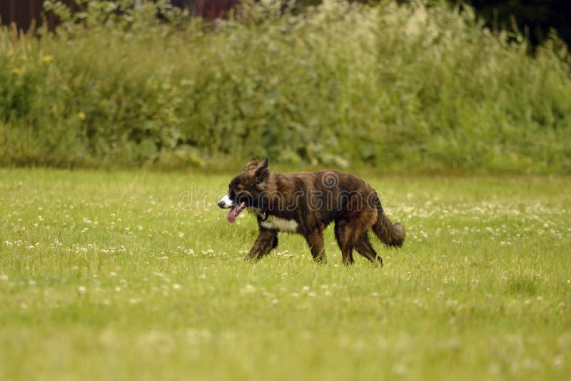 Gefühle von Tieren Junger Energiehund auf einem Weg Welpenbildung, cynology, intensives Training von jungen Hunden Gehende Hunde lizenzfreies stockbild Gefühle von Tieren Junger Energiehund auf einem Weg Welpenbildung, cynology, intensives Training von jungen Hunden Gehende Hunde lizenzfreies stockbild