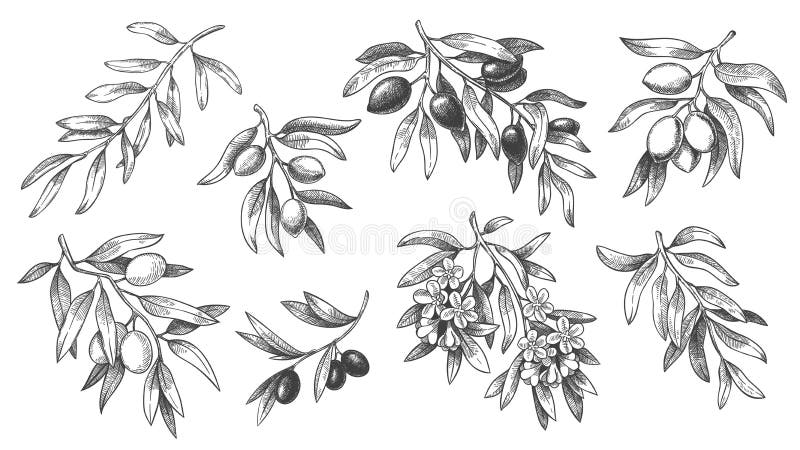 Gegraveerde olijftak. schetstakken met bladeren en bloesems met hand getrokken olijven vectorillustratie.