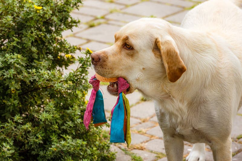 Gehalten im Mundhundespielzeug lizenzfreie stockfotografie Gehalten im Mundhundespielzeug lizenzfreie stockfotografie