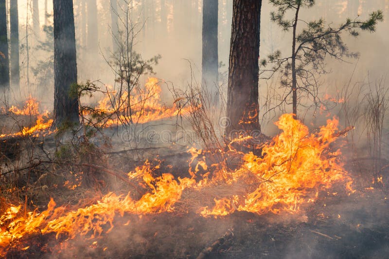 Geheel bosgebied in brand en behandeld door vlam