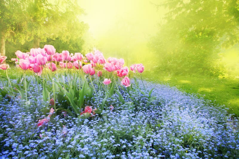 Geheimnisvoller Sonniger Garten Stockbild Bild von