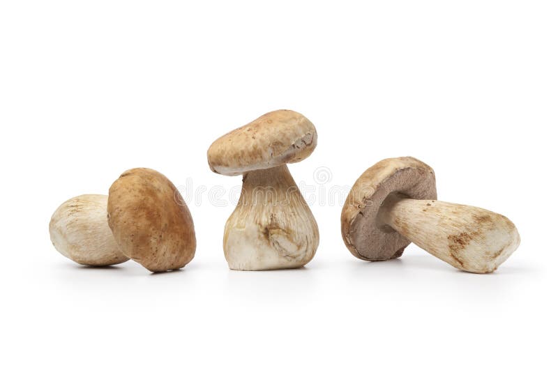 Verse Porcinipaddestoelen Op Gras in Het Bos Stock Afbeelding Image