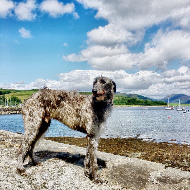 Schottischer Wolfshund stockbild. Bild von reinrassig 36658673