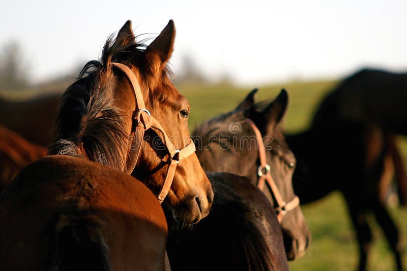 Horses walking on a meadow grassland at the sunset. Horses walking on a meadow grassland at the sunset.