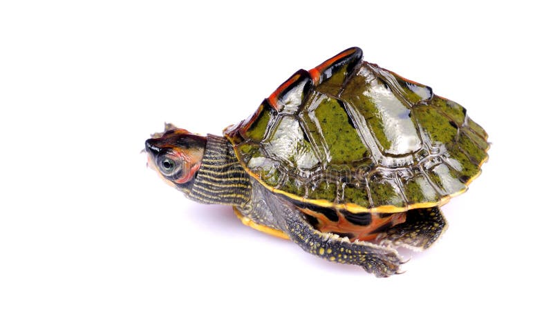 Gehende Schildkröte stockbilder Gehende Schildkröte stockbilder