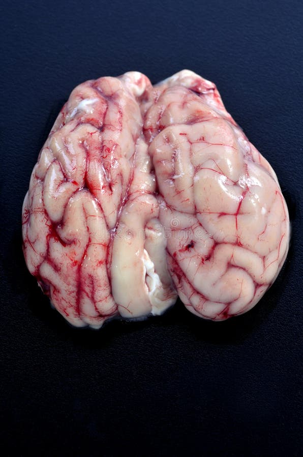 Hundegehirn stockbild. Bild von cerebrum, zerlegung, gehirn 22087325