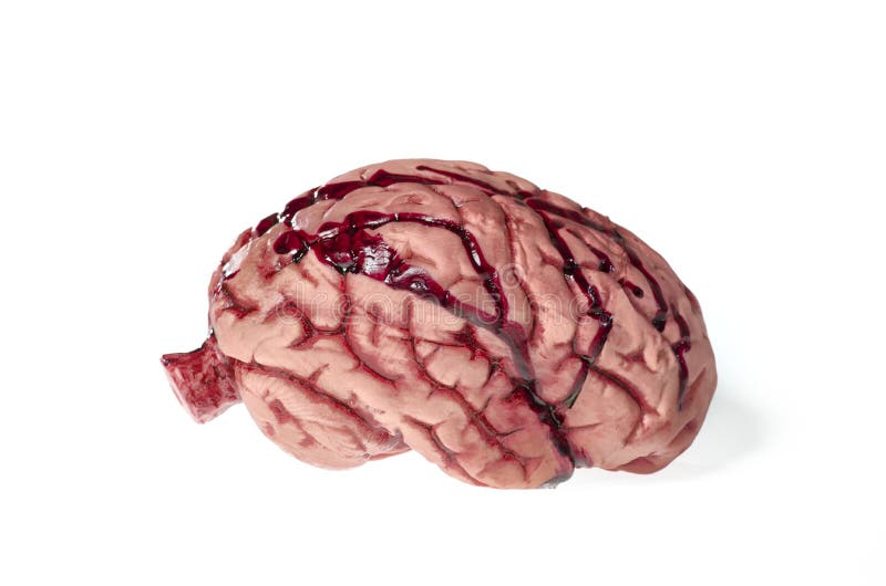 Close up photo of brain isolated against white. Close up photo of brain isolated against white