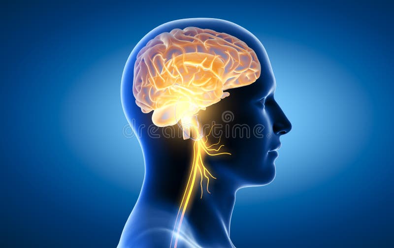Gehirn mit aktivem Vagusnerv medizinisch 3D Illustration
