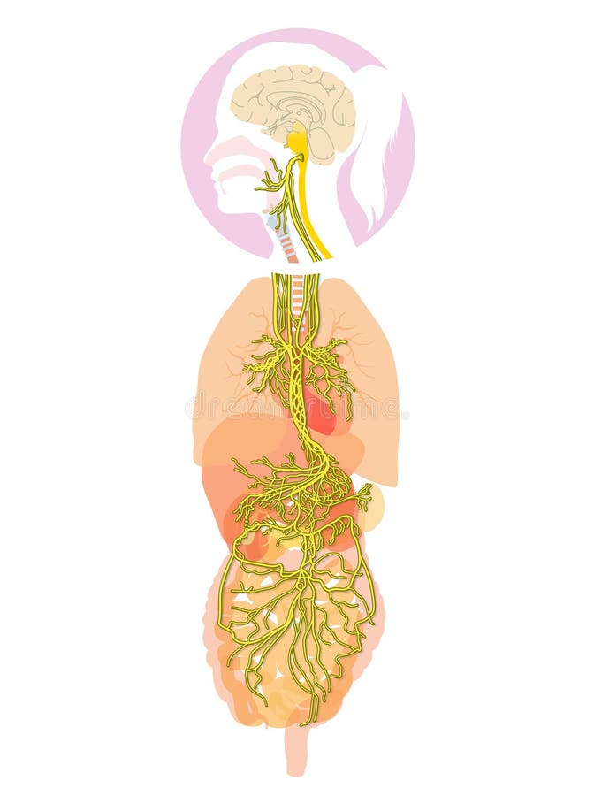 Gehirn mit aktiviertem Vagusnerv und menschlichen Organen medizinisch Illustration