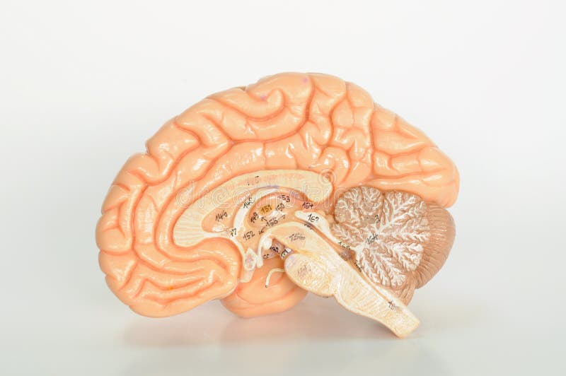 Gehirnmenschenanatomie stockfoto Gehirnmenschenanatomie stockfoto