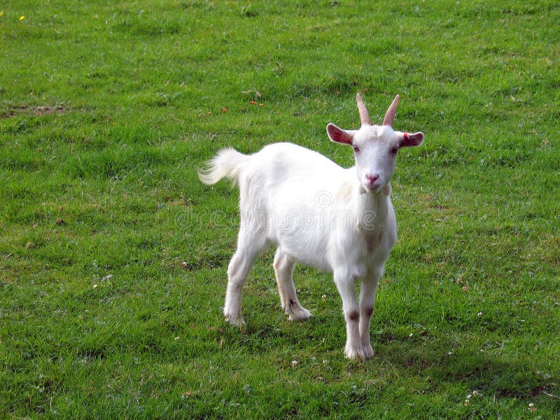 Geit stock foto Geit stock foto