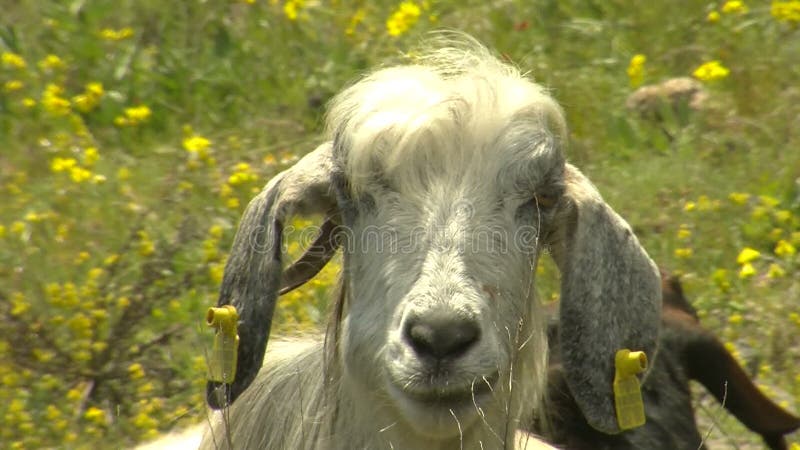 Geit in gras (van kapadokya)