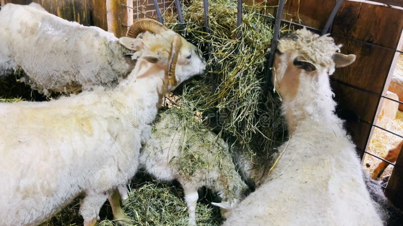 Geiten eten droog hooi of gras op een geitenboerderij. geitenvoer.