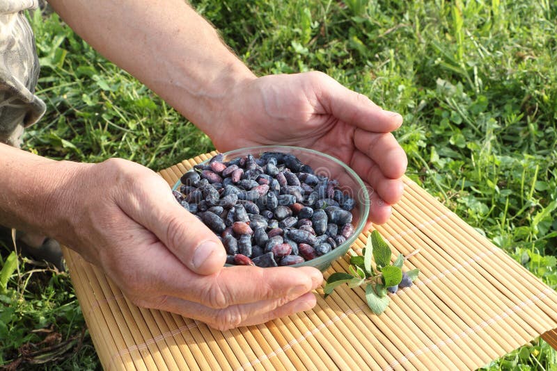 Geißblattbeeren in einer Glasplatte in den männlichen Palmen stockbild Geißblattbeeren in einer Glasplatte in den männlichen Palmen stockbild