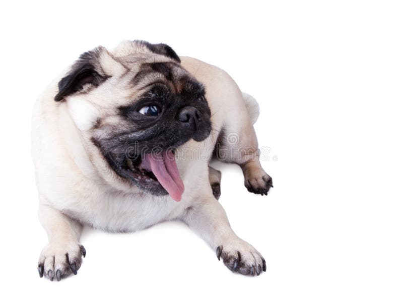 Gekke verraste hond royalty-vrije stock fotografie Gekke verraste hond royalty-vrije stock fotografie