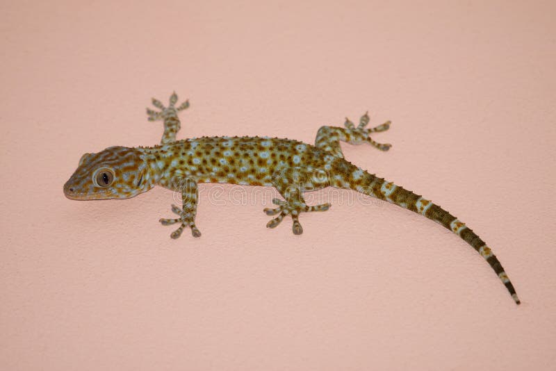 Gekko op de muur royalty-vrije stock foto's Gekko op de muur royalty-vrije stock foto's