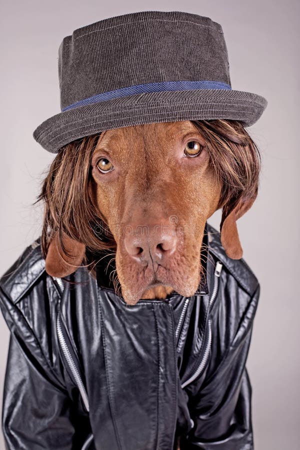 Hund Kleidete Oben Wie Eine Biene An Stockfoto Bild von tier