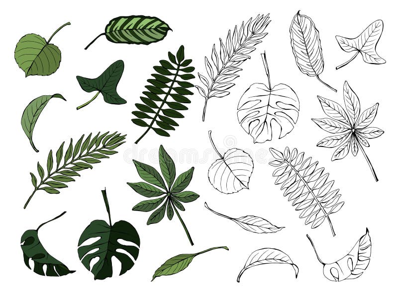 Gekleurd die en zwart-wit reeks verschillende bladeren, op witte achtergrond, hand-drawn vector wordt geïsoleerd vector illustratie Gekleurd die en zwart-wit reeks verschillende bladeren, op witte achtergrond, hand-drawn vector wordt geïsoleerd vector illustratie