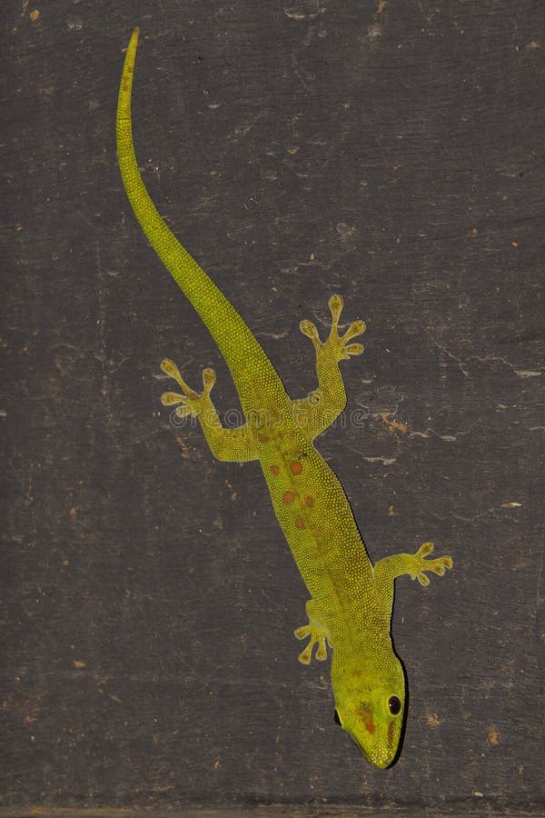 A green gecko on a black wall. A green gecko on a black wall