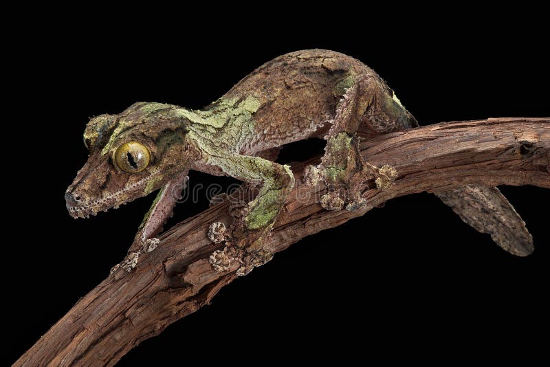 A male mossy leaf-tailed gecko looks like the bark on the vine he is crawling on. A male mossy leaf-tailed gecko looks like the bark on the vine he is crawling on.