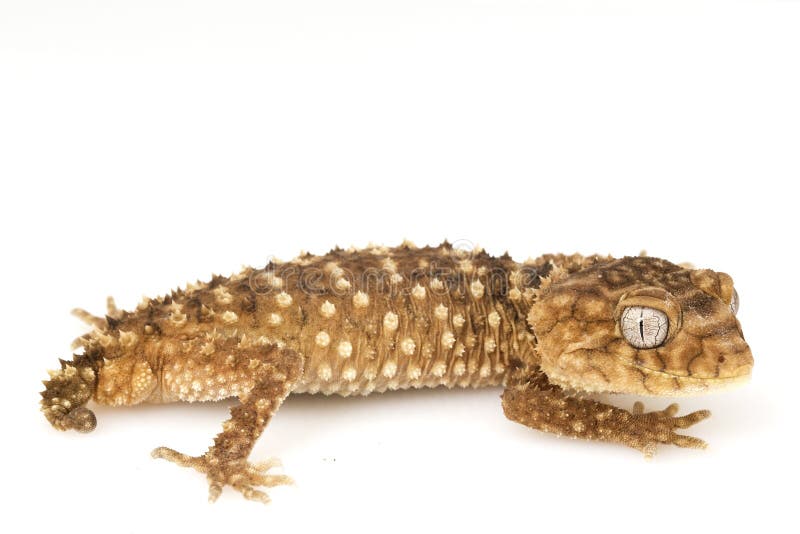 Centralian Rough Knob-tailed Gecko (Nephrurus amyae) on white background. Centralian Rough Knob-tailed Gecko (Nephrurus amyae) on white background