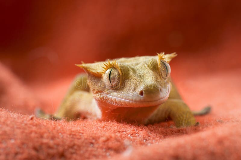 Crested gecko portrait on a red background. Crested gecko portrait on a red background