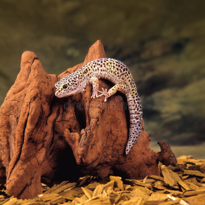 A leopard gecko lizard standing on a piece of wood in front of a green backdrop. A leopard gecko lizard standing on a piece of wood in front of a green backdrop