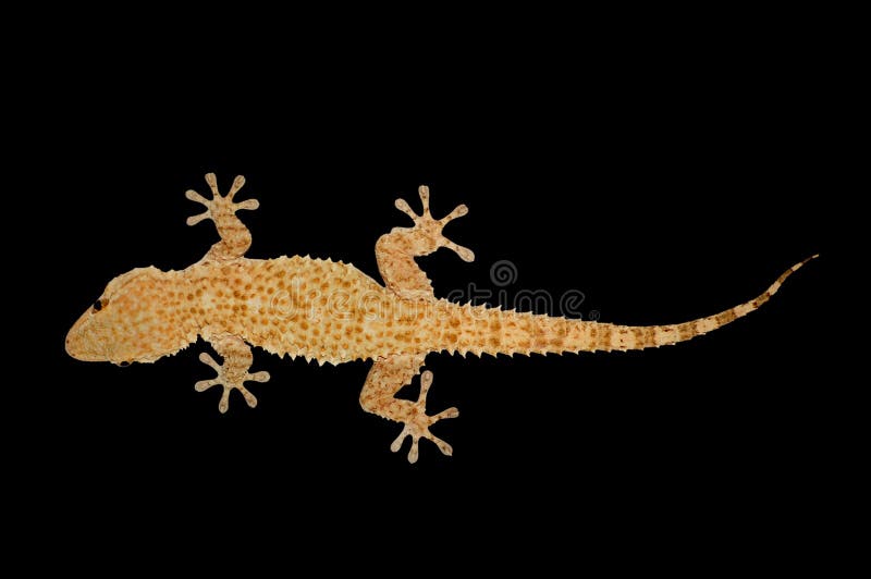 Nocturnal house gecko reptile lizard against a black background. Nocturnal house gecko reptile lizard against a black background.