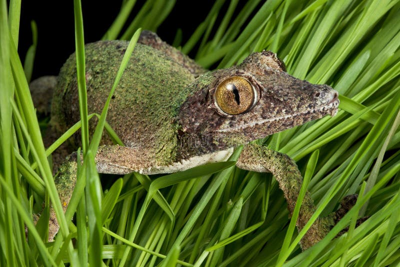 A female mossy leaf-tailed gecko is crawling through the grass. A female mossy leaf-tailed gecko is crawling through the grass.