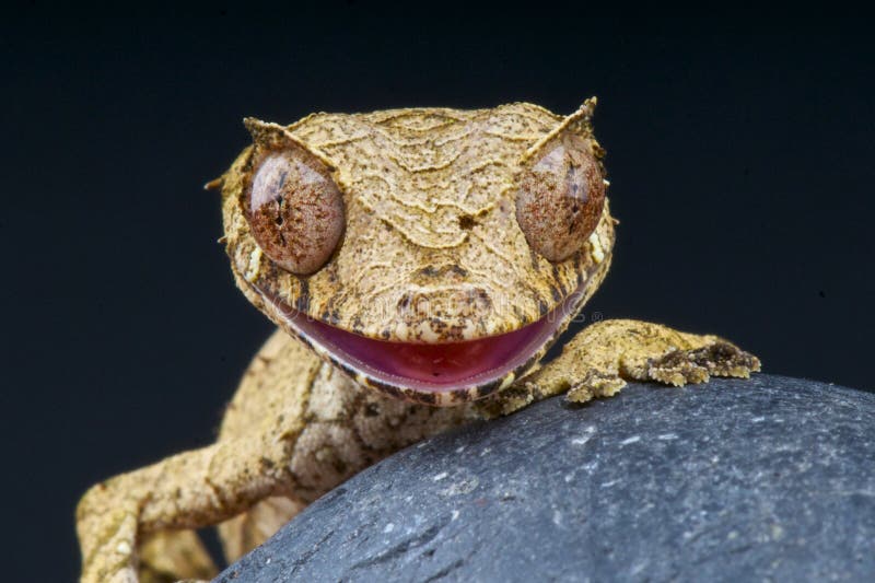 The Satanic leaf-tailed gecko is a medium sized cryptic lizard species from Central Madagascar. The Satanic leaf-tailed gecko is a medium sized cryptic lizard species from Central Madagascar.