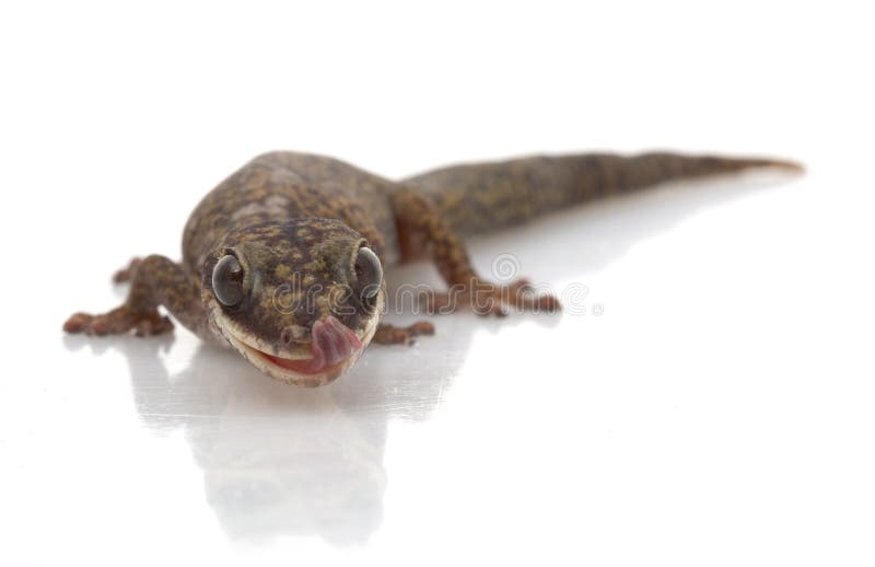 Velvet Gecko (Oeodura monilis) isolated on white background. Velvet Gecko (Oeodura monilis) isolated on white background.