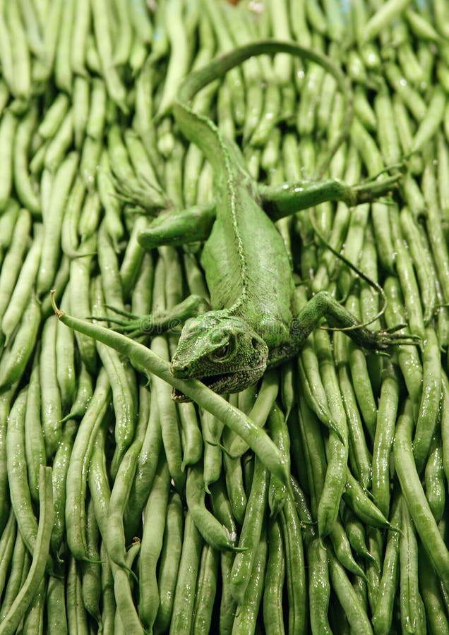 Gecko is part of fresh green beans display at a framer's market. Gecko is part of fresh green beans display at a framer's market.