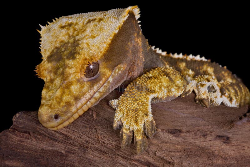 A crested gecko is resting on some driftwood. A crested gecko is resting on some driftwood.