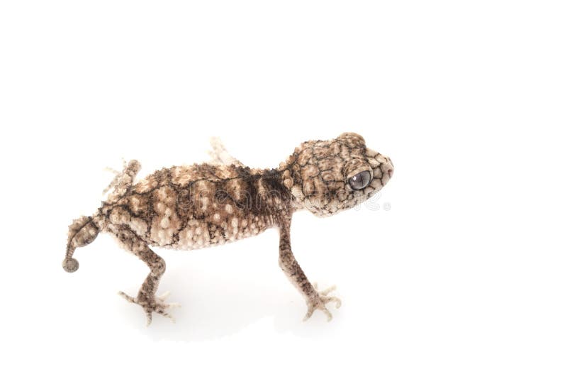 Prickly Rough Knob-tailed Gecko (Nephrurus asper) isolated on white background. Prickly Rough Knob-tailed Gecko (Nephrurus asper) isolated on white background.