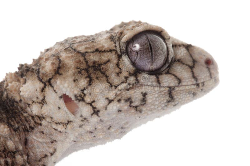 Prickly Rough Knob-tailed Gecko (Nephrurus asper) isolated on white background. Prickly Rough Knob-tailed Gecko (Nephrurus asper) isolated on white background.