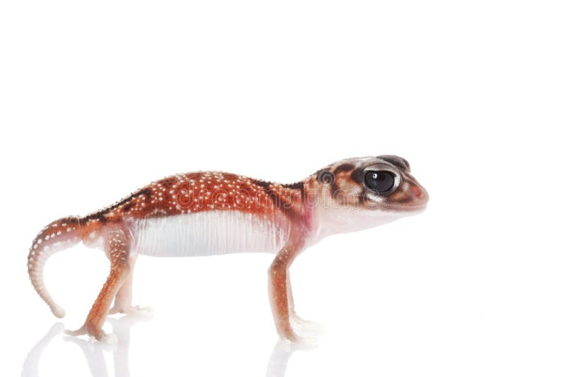 Midline Knob-tailed Gecko (Nephrurus vertebralis) isolated on white background. Midline Knob-tailed Gecko (Nephrurus vertebralis) isolated on white background.