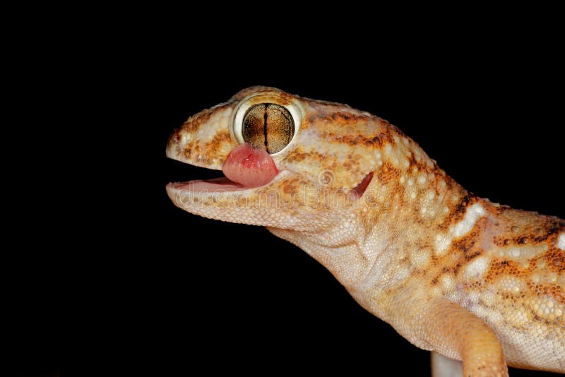 Portrait of a giant ground gecko (Chondrodactylus angulifer), Kalahari desert, South Africa. Portrait of a giant ground gecko (Chondrodactylus angulifer), Kalahari desert, South Africa