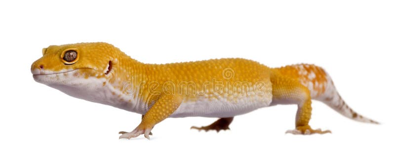 Leopard gecko, Eublepharis macularius, walking in front of white background. Leopard gecko, Eublepharis macularius, walking in front of white background