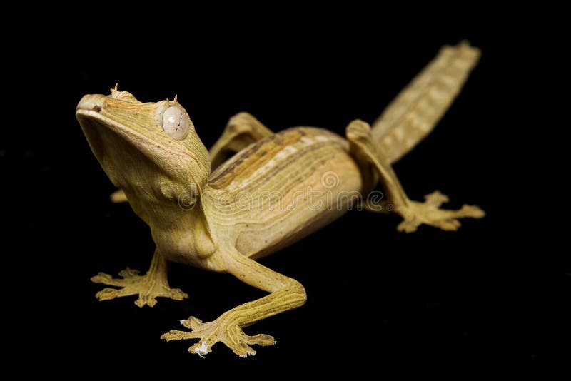 Lined Leaf Tail Gecko (Uroplatus lineatus) on black background. Lined Leaf Tail Gecko (Uroplatus lineatus) on black background.