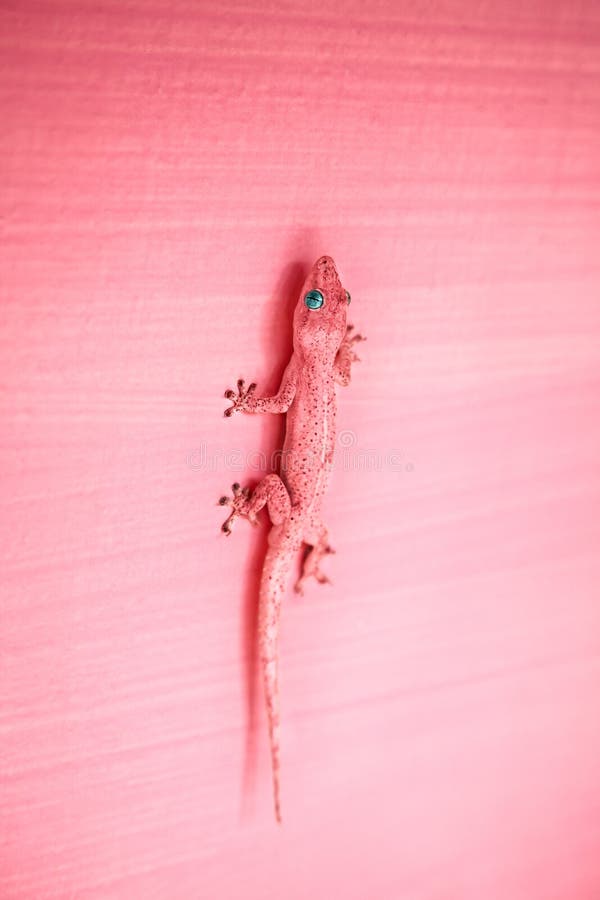 Pink gecko with blue eyes on the pink wall hiding like chameleon in Varkala, Kerala, India. Free space for text. Pink gecko with blue eyes on the pink wall hiding like chameleon in Varkala, Kerala, India. Free space for text
