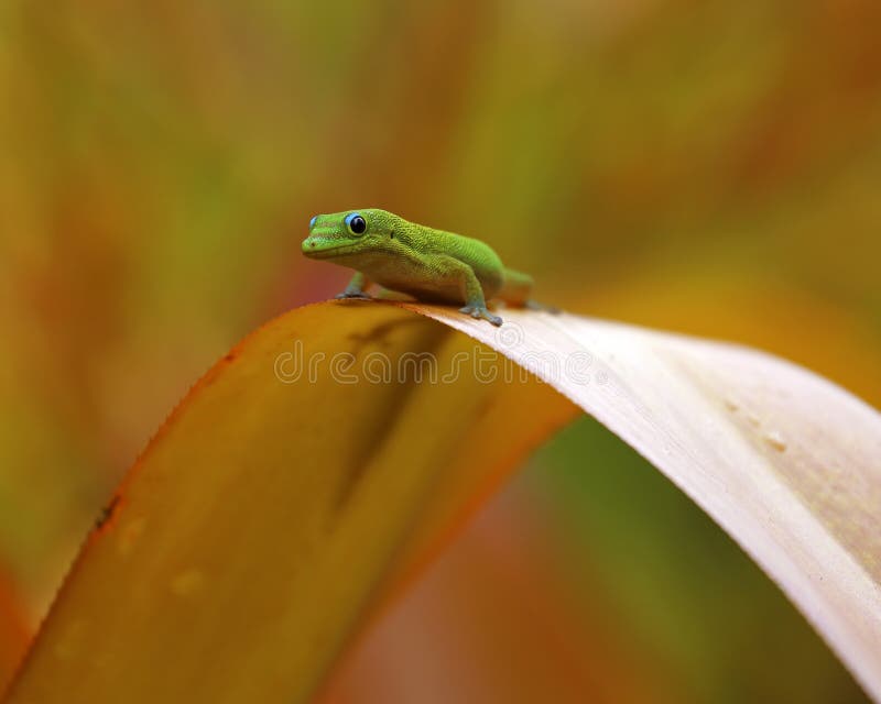 A Golddust Day Gecko (Phelsuma lauticada) balancing center stage on a bromeliad (Aechmea blanchetiana) leaf. A Golddust Day Gecko (Phelsuma lauticada) balancing center stage on a bromeliad (Aechmea blanchetiana) leaf.