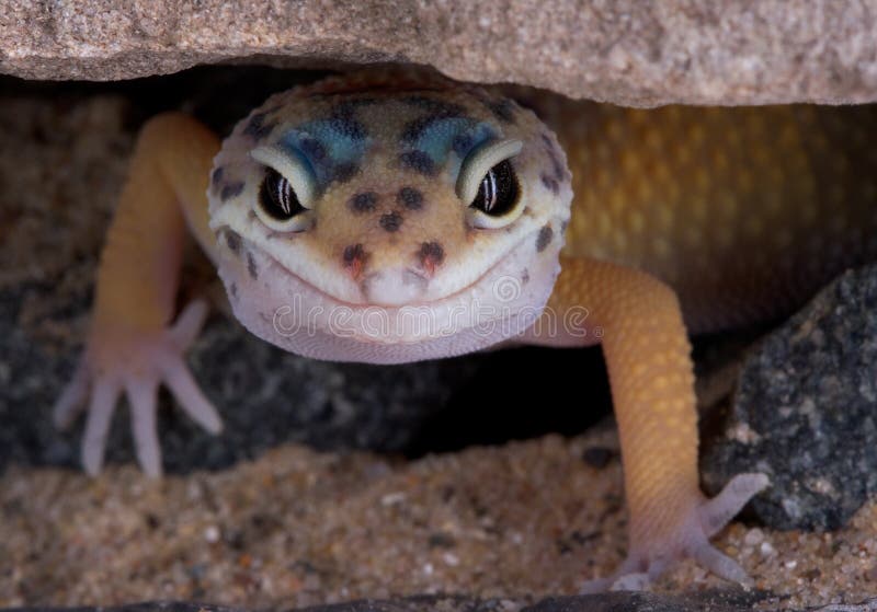 A young leopard gecko is slowing crawlling out from under a rock. A young leopard gecko is slowing crawlling out from under a rock.