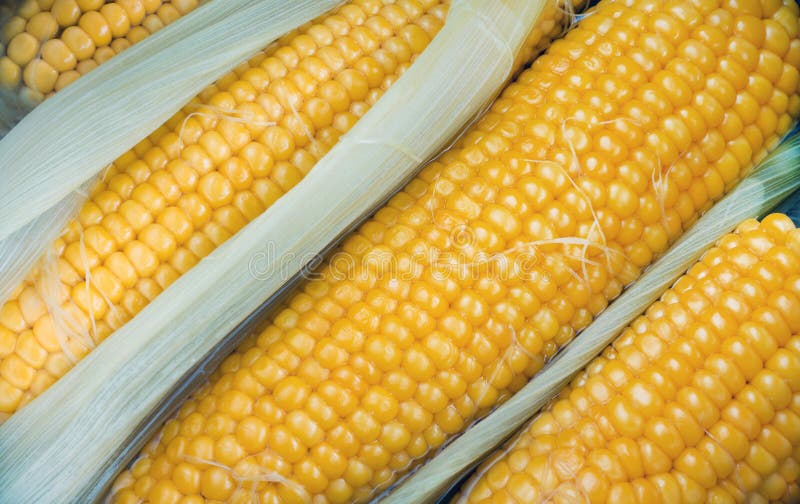 Gekookt graan royalty-vrije stock foto's