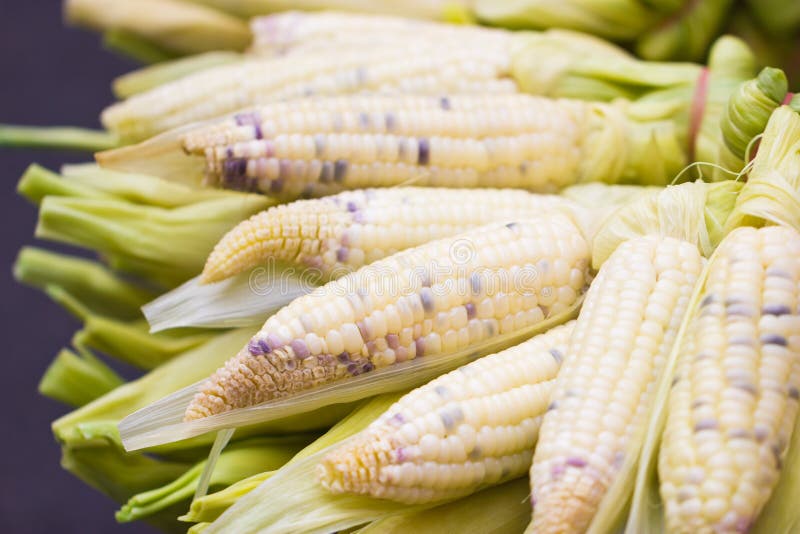 Gekookt Graan. royalty-vrije stock afbeeldingen