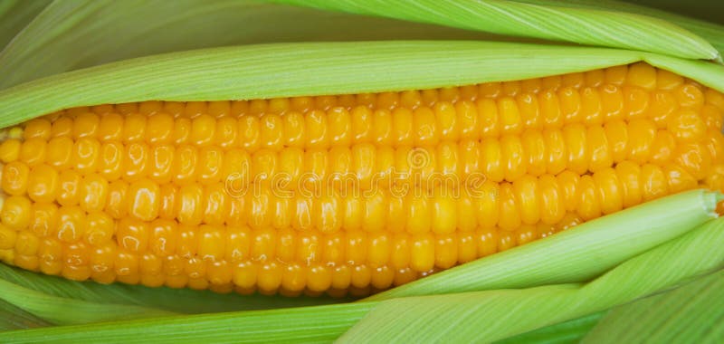 Gekookt graan in de schil stock foto