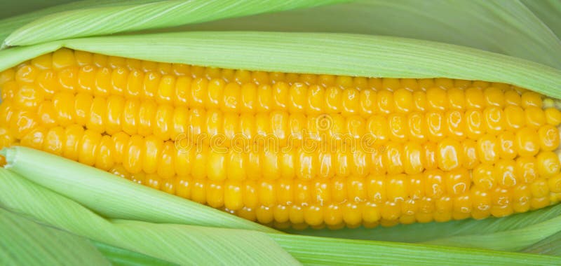 Gekookt graan in de schil stock afbeelding